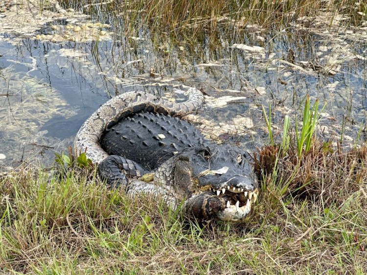 [丽莎]佛罗里达州大沼泽国家公园发现鳄鱼吞食入侵蟒蛇