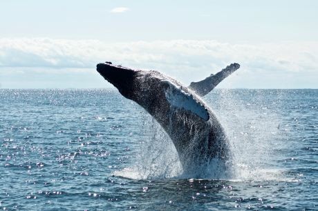 比特币鲸鱼抓住机会