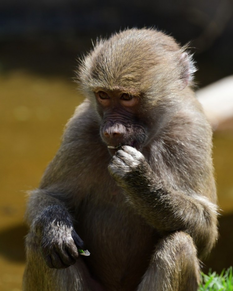 Zoo Visitors Evacuated in Baboon Escape Fears