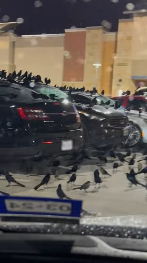 成群的鸟儿占领了德克萨斯州的停车场场景就像阿尔弗雷德希区柯克电影中的场景