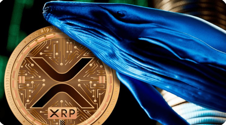 XRP鲸鱼活动激增，5000亿XRP易手，新鲸鱼涌入链上交易数据揭秘Bitvavo交易所提款