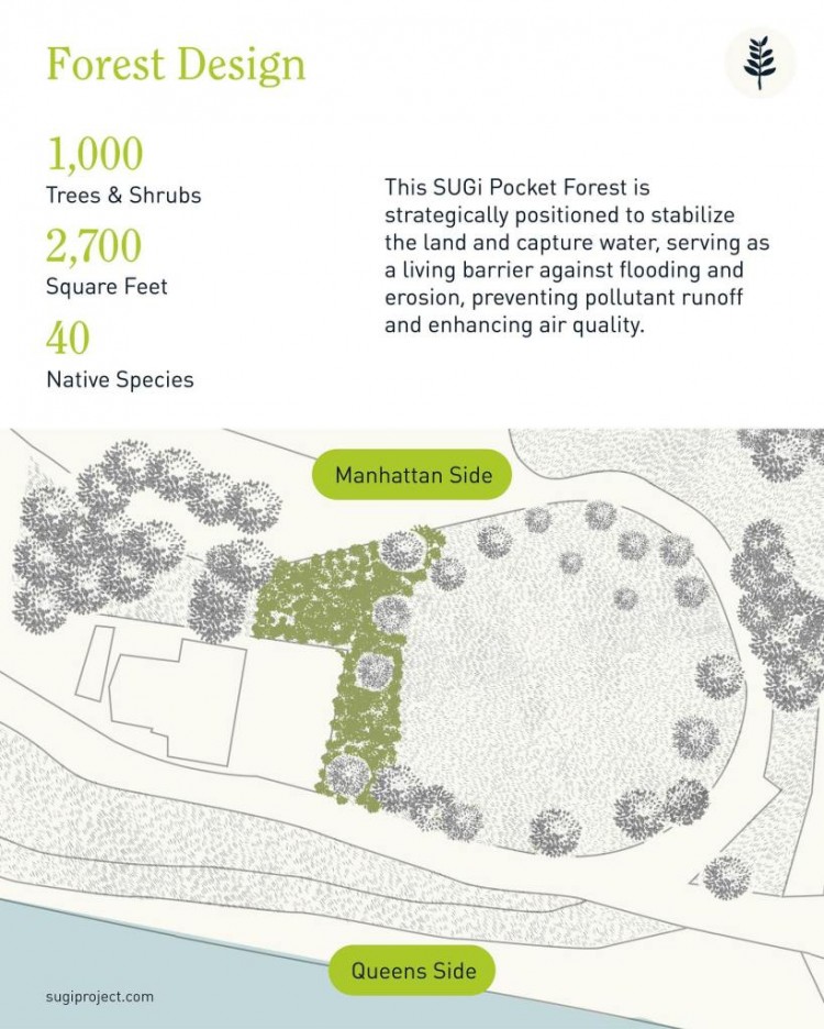 纽约市首个迷你森林将于今年春天来到罗斯福岛