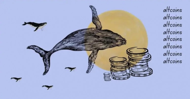 加密鲸鱼堆积山寨币